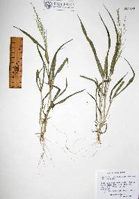 Panicum hirticaule var. hirticaule image