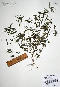 Chamaesyce hyssopifolia image