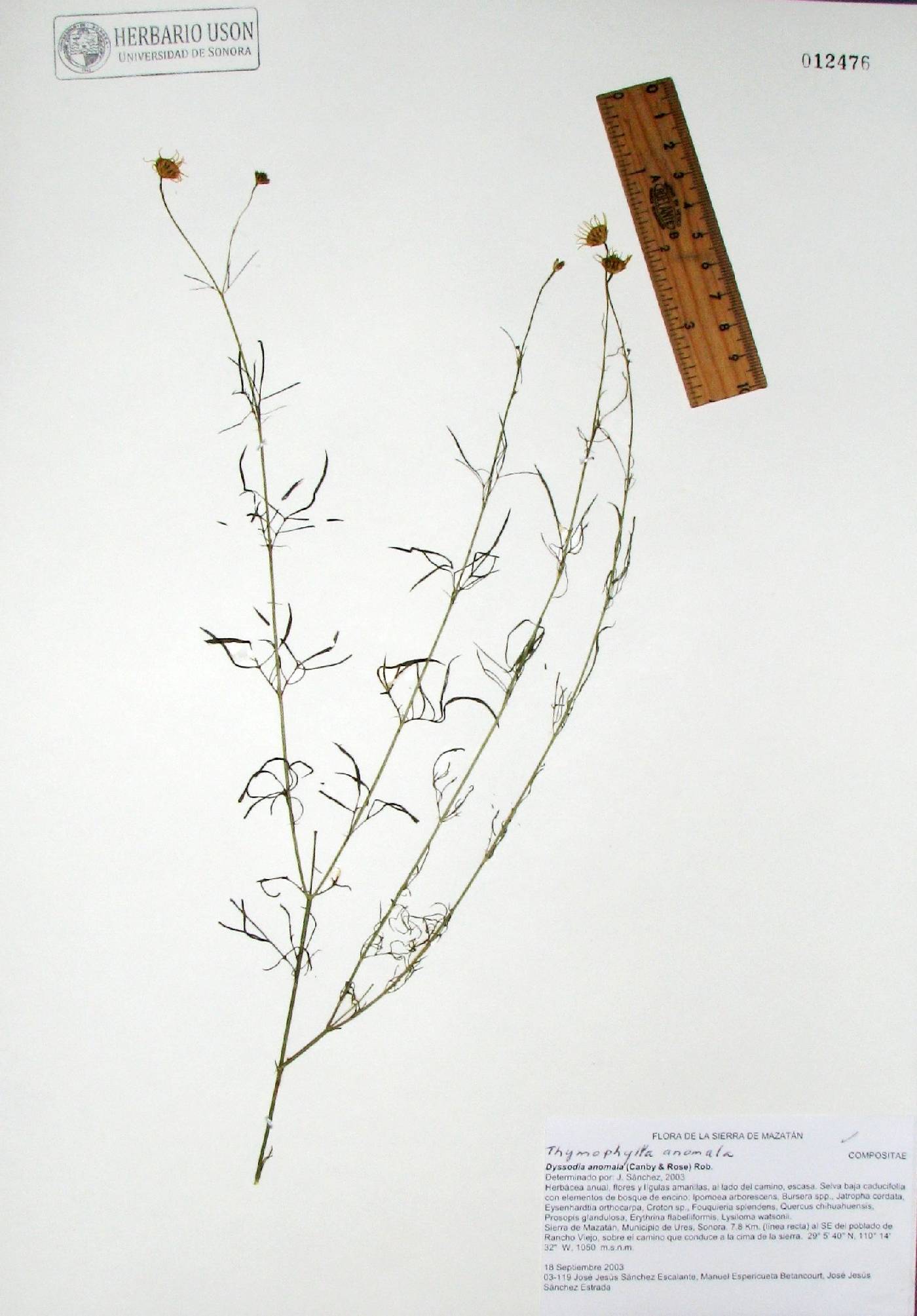 Adenophyllum anomalum image