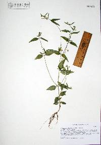Galinsoga parviflora var. semicalva image