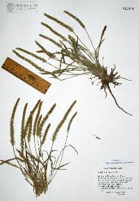 Plantago patagonica image