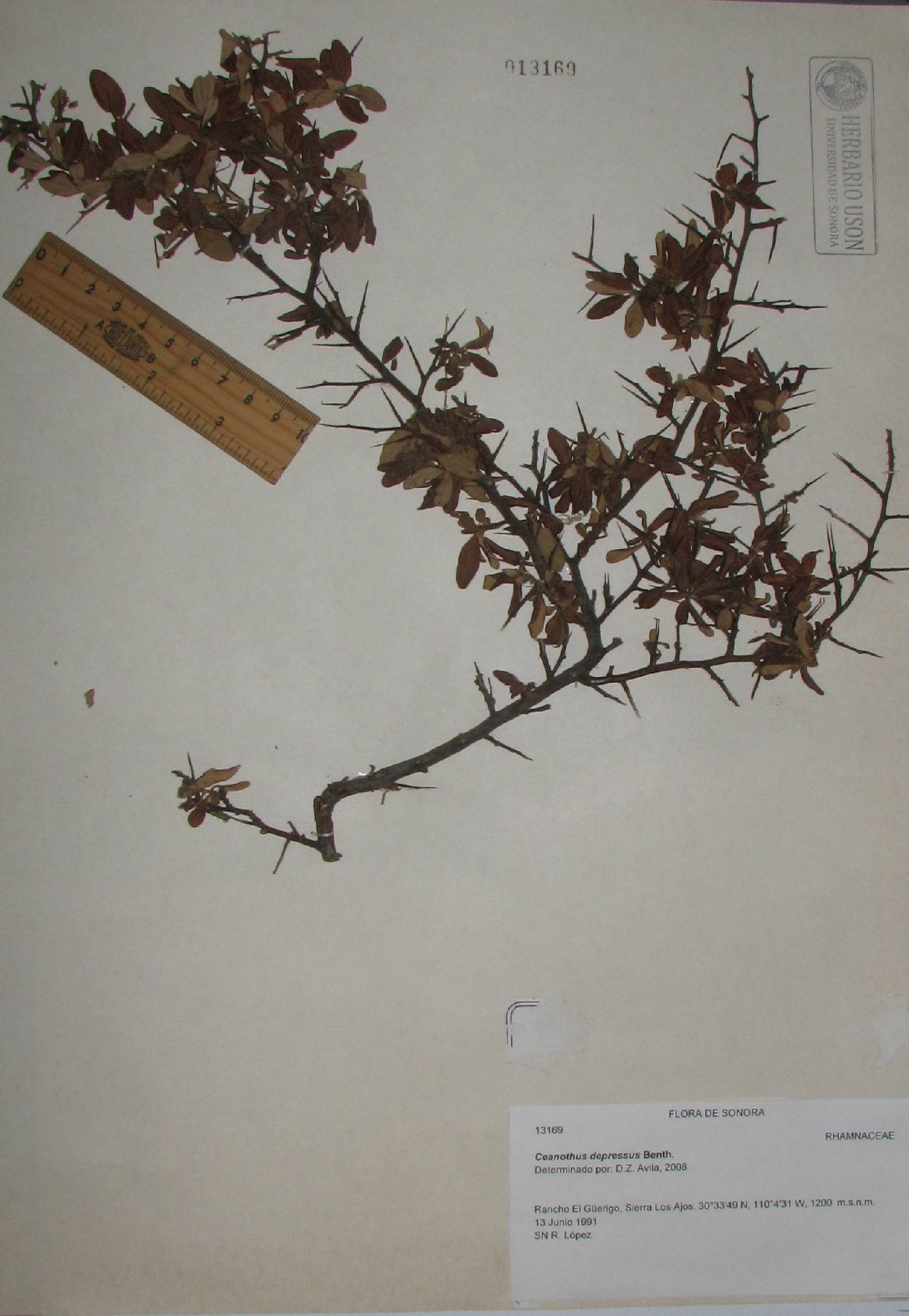 Ceanothus depressus image