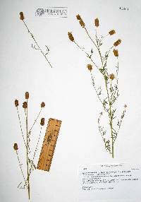 Dalea candida var. oligophylla image