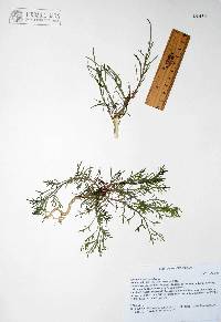 Artemisia dracunculus image