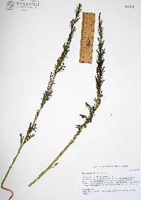 Adenophyllum porophyllum image