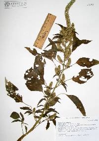 Amaranthus hybridus image