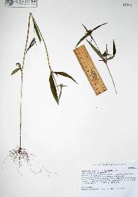 Crusea hispida image