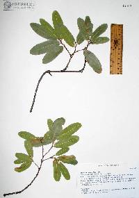 Quercus oblongifolia image