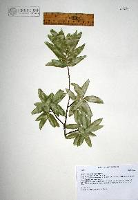 Quercus durifolia image