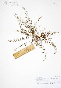 Evolvulus alsinoides var. angustifolia image