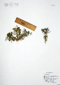 Lepidium didymum image