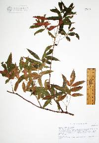 Bursera lancifolia image