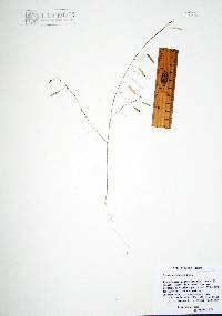Cleome guianensis image