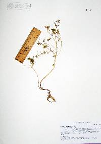Portulaca suffrutescens image