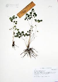 Thalictrum fendleri image