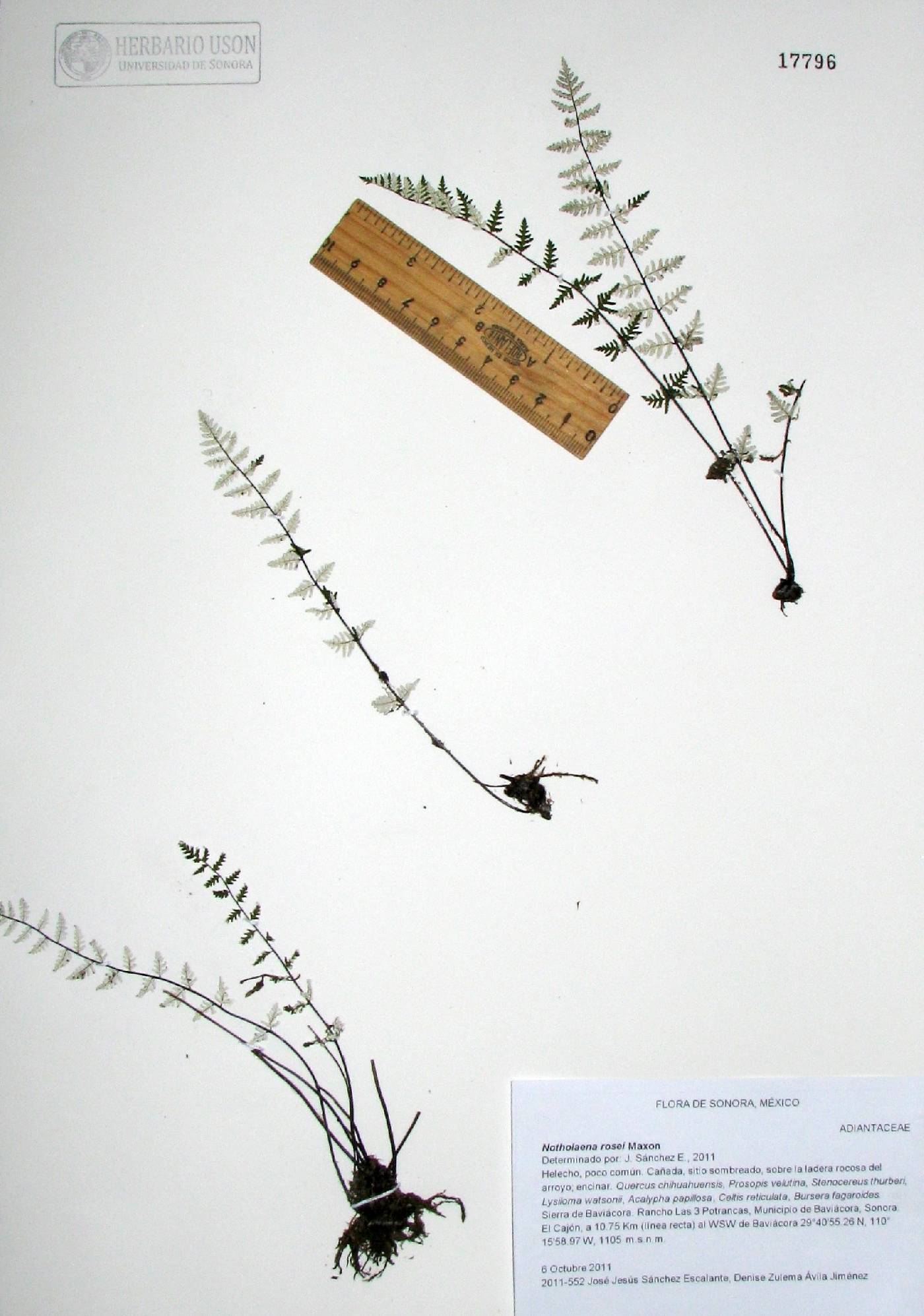 Cheilanthes rosei image