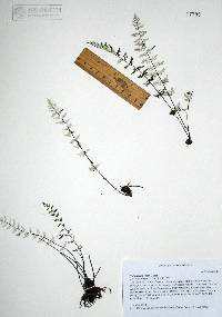 Image of Cheilanthes rosei