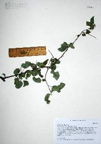 Celtis reticulata image