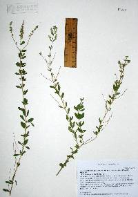 Aloysia gratissima image