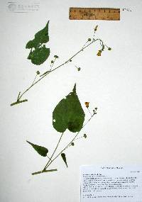 Anoda abutiloides image