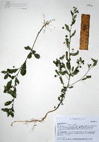 Sida rhombifolia image