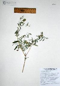 Buddleja corrugata subsp. moranii image