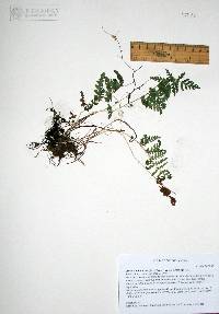 Anemia tomentosa var. mexicana image