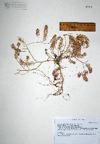 Lepidium lasiocarpum image