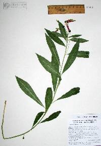Lobelia laxiflora image