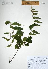 Acalypha papillosa image