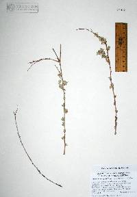 Eriogonum wrightii image