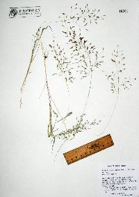 Eragrostis mexicana image