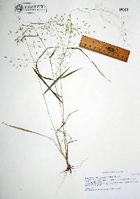 Eragrostis mexicana image