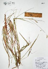 Heteropogon contortus image