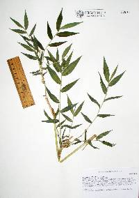 Lasiacis ruscifolia image