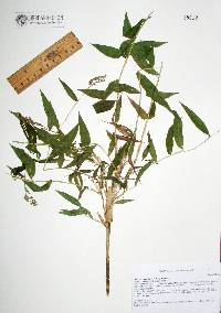 Lasiacis ruscifolia image