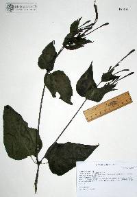 Mirabilis longiflora image