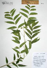 Sapindus saponaria var. drummondii image