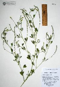 Melilotus indicus image