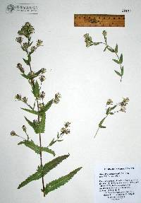 Brickellia amplexicaulis image