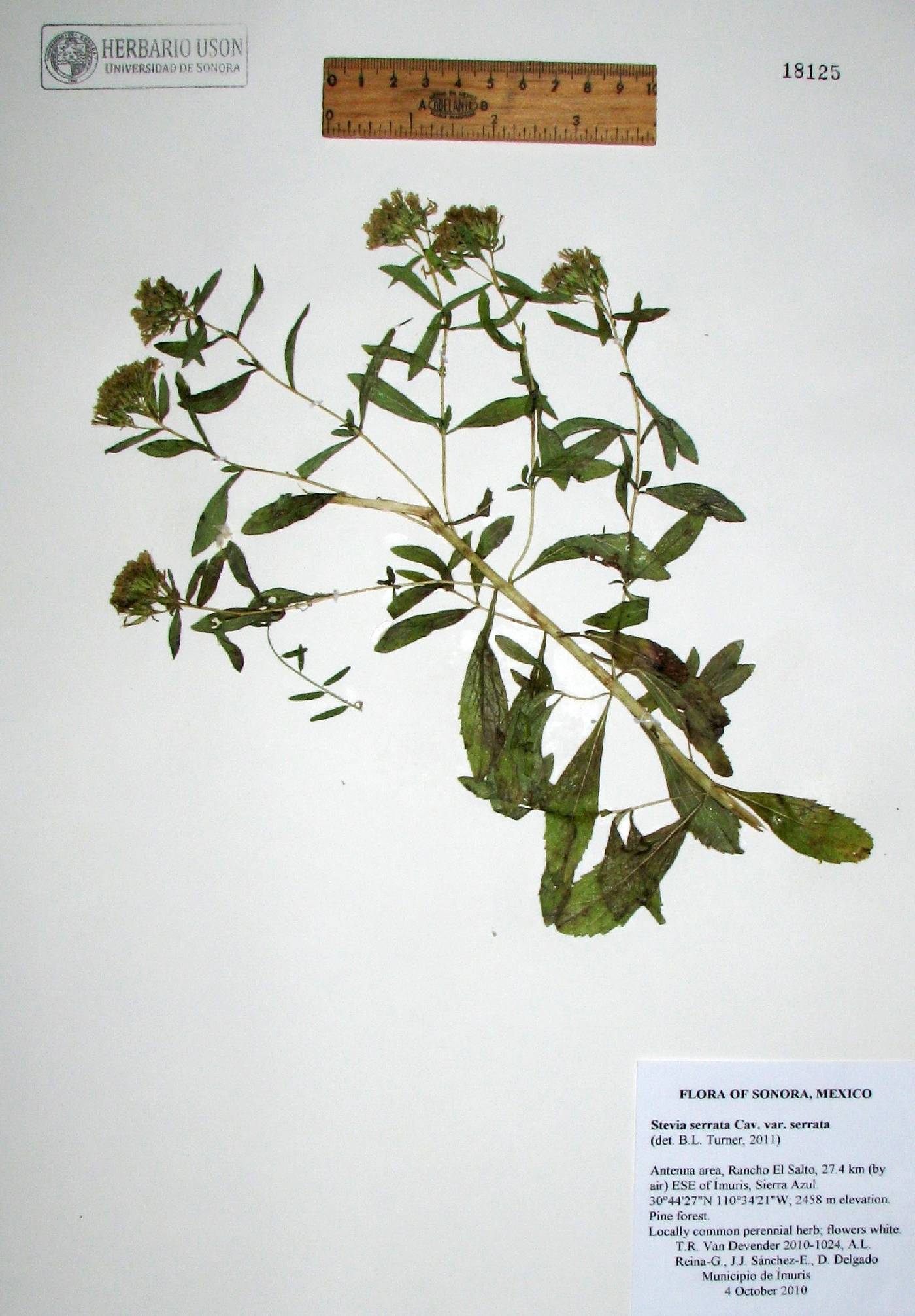 Stevia serrata var. serrata image