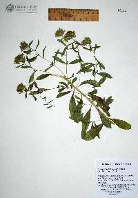 Stevia serrata var. serrata image