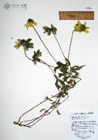 Heliopsis parvifolia image