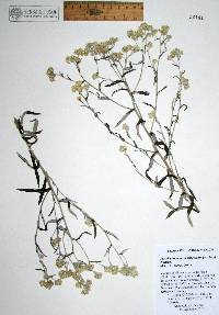 Pseudognaphalium arizonicum image