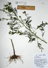 Tagetes minuta image