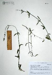 Verbena neomexicana image