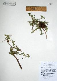 Phyla nodiflora image