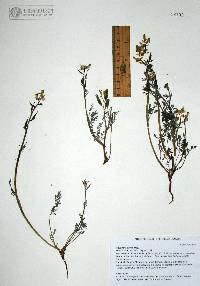 Corydalis aurea image