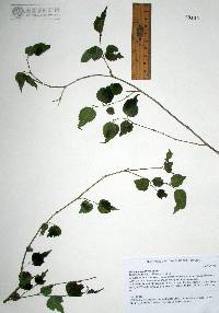 Morus microphylla image