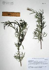 Salix taxifolia image